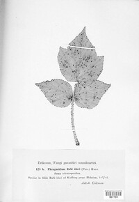 Phragmidium bulbosum image